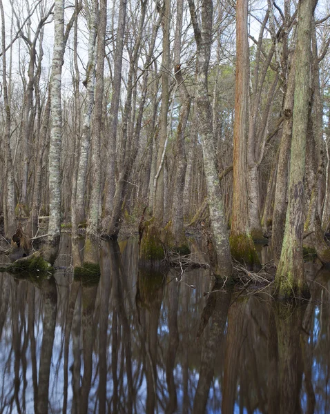 Árvores refletindo em um rio — Fotografia de Stock