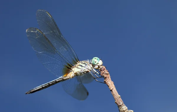 Stora blå rubriken dragonfly — Stockfoto