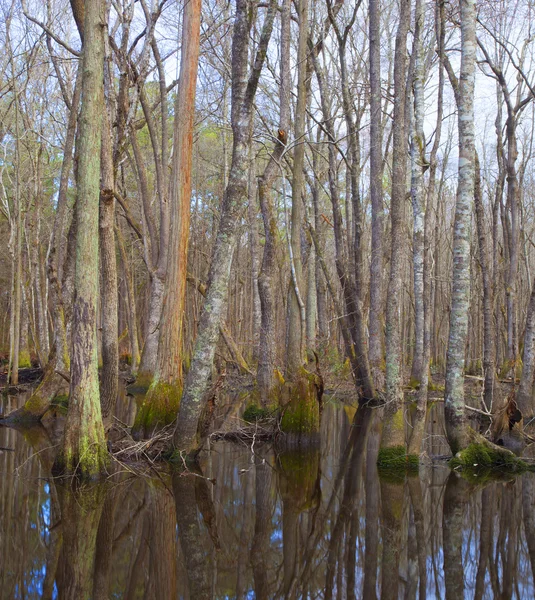 Flooded trees in North Carolina — Stock Photo, Image