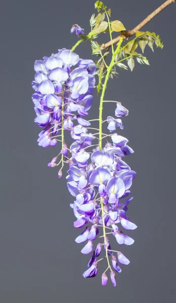 Фіолетове цвітіння навесні — стокове фото