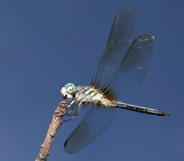 Grande libellula con sfondo blu — Foto Stock