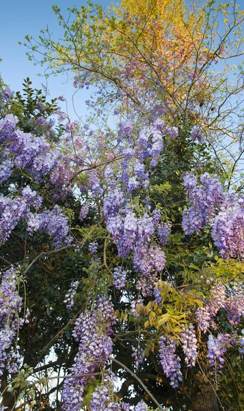 Escalada flores wisteria — Fotografia de Stock