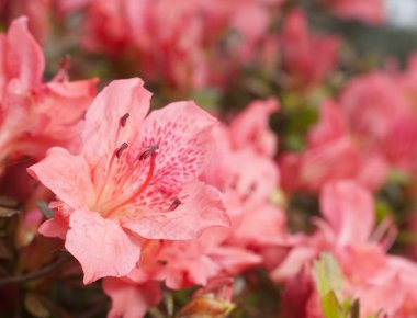 çiçekli pembe açelya