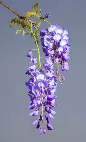 Flores longas de wisteria — Fotografia de Stock