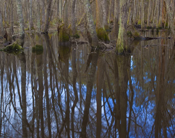 Kuzey Carolina'da sulu havuzu — Stok fotoğraf