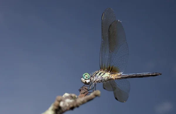 Libellule sur une branche — Photo