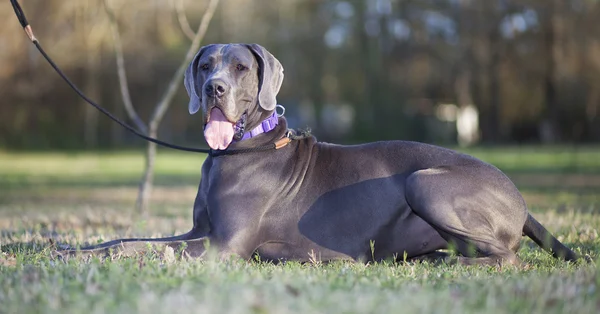 Vaststelling van de Great Dane — Stockfoto