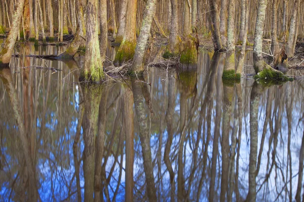 Rückstau an Holzflüssen — Stockfoto