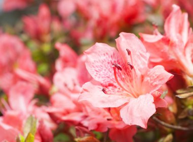 Çiçekli pembe açelya