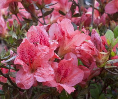 Parlak açelya çiçek