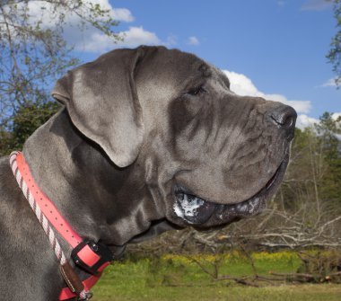 Büyük Dane profili