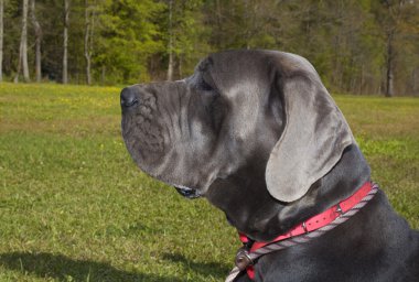 Asil görünümlü büyük Dane