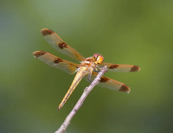 Grande libellule avec fond vert — Photo