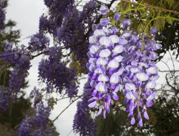 Guarda-chuva Wisteria em flor — Fotografia de Stock