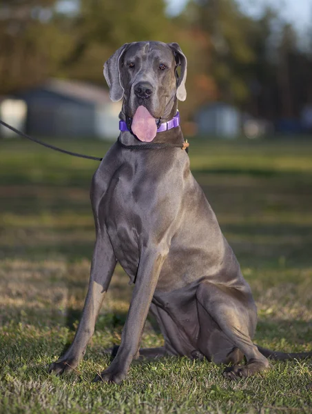 Olhando Great Dane — Fotografia de Stock