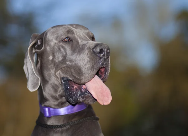 Great dane portret — Stockfoto