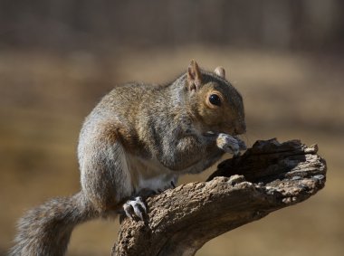 Bir oturum açma yemek sincap