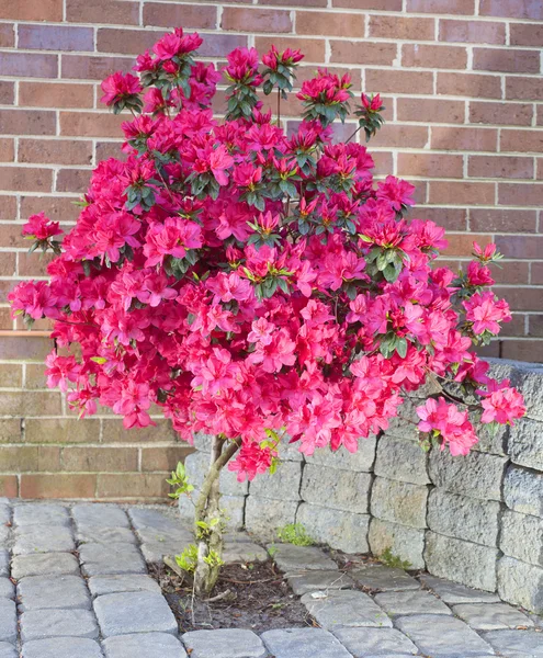 Arbusto de azalea brillante —  Fotos de Stock