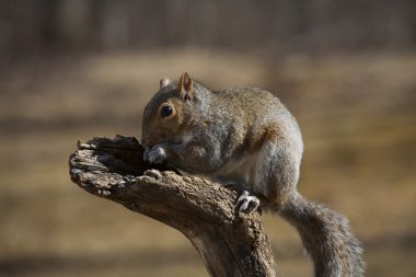 Ahşap ağaç sincap