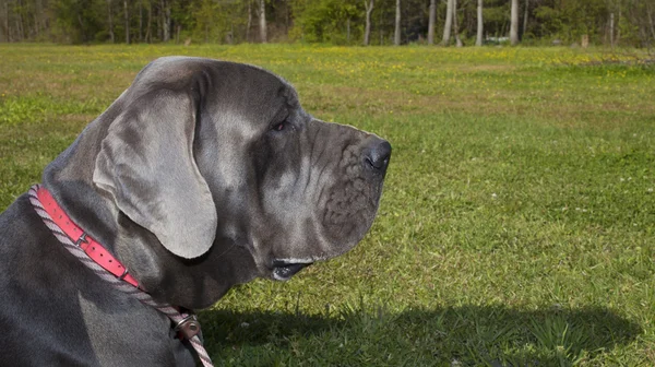 Great Dane guard duty