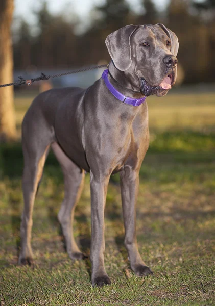 Rasechte Great Dane — Stockfoto