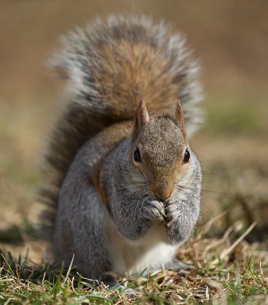 Nerveus boom eekhoorn — Stockfoto