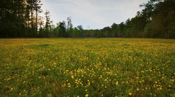 Campo de flores — Foto de Stock