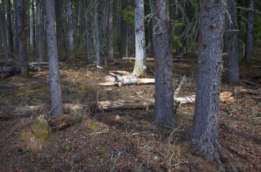 Boreal ormanı Kanada