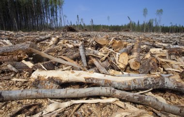 Mahkum orman gelecek