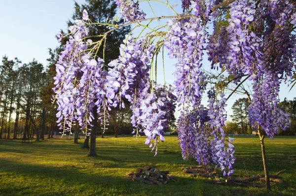 Pôr do sol wisteria em flor — Fotografia de Stock