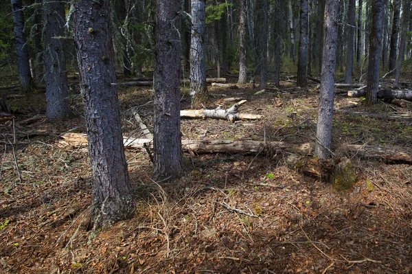 Bosque grueso canadiense — Foto de Stock
