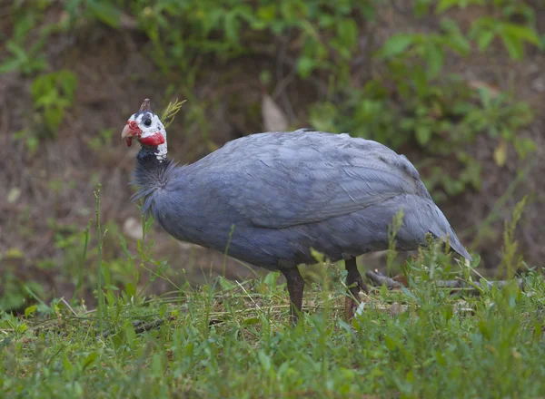 Προσεκτική Γουινέα πουλί — Φωτογραφία Αρχείου