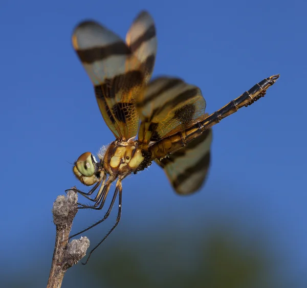Dragonfly hangen — Stockfoto