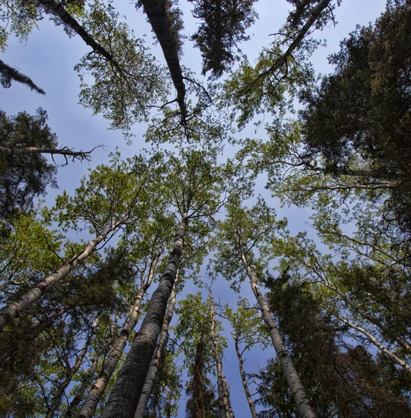 Bosque alto en Canadá — Foto de Stock