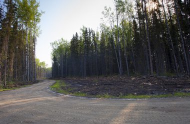 Kanada güneşte gizleme