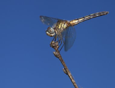 Böcek yeme yusufçuk