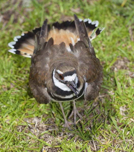 Luid killdeer vogel — Stockfoto