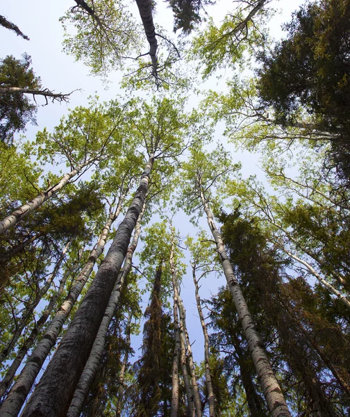 Árboles tempranos en Canadá — Foto de Stock