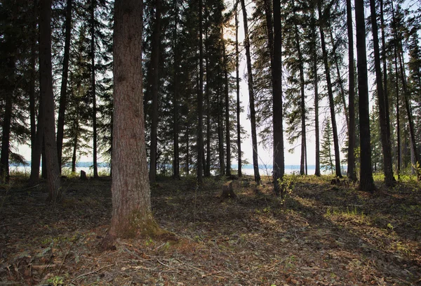 Saskatchewan amanecer en un bosque — Foto de Stock