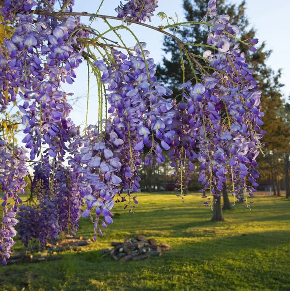 Wisteria roxa em flor — Fotografia de Stock