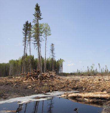 Günlüğe kaydedilmesini sonra orman