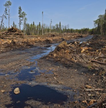 Kanada'da günlüğe kaydedilen orman