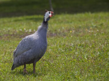 Çimenlerin üzerinde yürüyüş Gine
