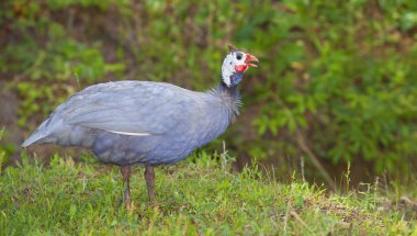 Gine çimenlerin üzerinde