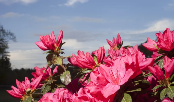 Flor de azalea de primavera brillante —  Fotos de Stock