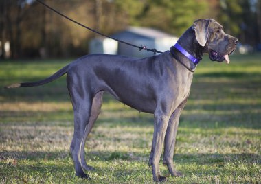 Akşam Danua yürümek