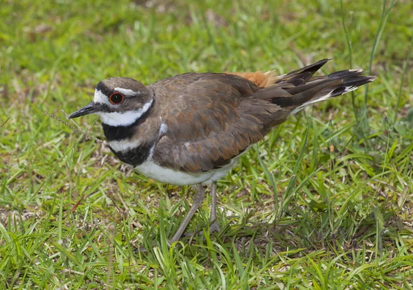 Strutting killdeer op een gazon — Stockfoto