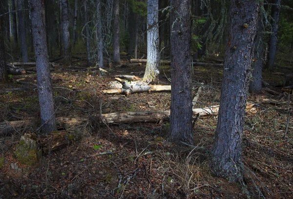 Bosque oscuro en Canadá — Foto de Stock