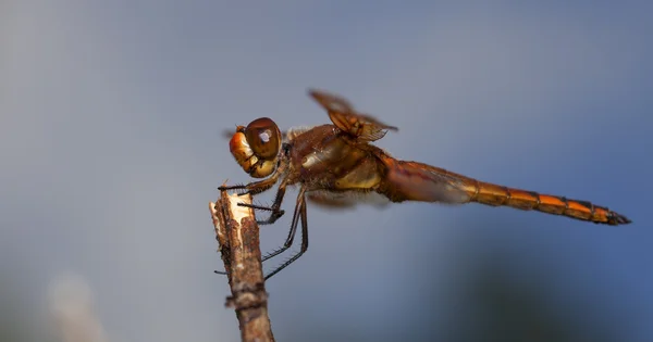 Libelle wartet auf eine Mahlzeit — Stockfoto