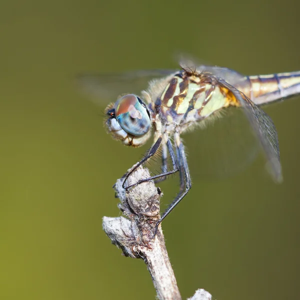 Blue dragonfly eyes — Stock Photo, Image